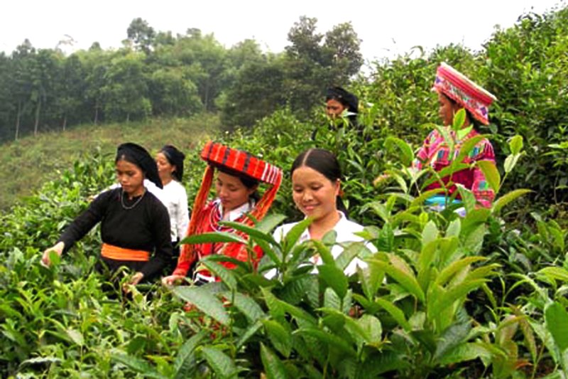 Hà Giang: Khơi dậy tiềm năng du lịch nông nghiệp