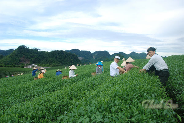 Trải nghiệm thú vị một ngày làm nông dân ở khu du lịch nông nghiệp Mộc Sương – Sơn La