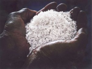Cuộc thi ảnh nghệ thuật lúa gạo Việt Nam lần thứ nhất năm 2009: Độc đáo, chất lượng