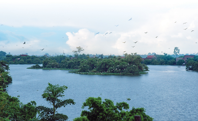 Đảo Cò (Hải Dương): Bức tranh thiên nhiên hoang sơ của đồng bằng Bắc bộ