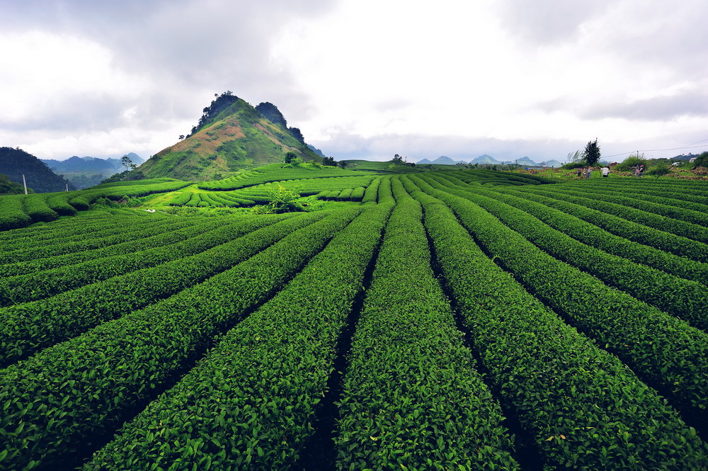 Mộc Châu -  Bức tranh thiên nhiên kỳ vỹ