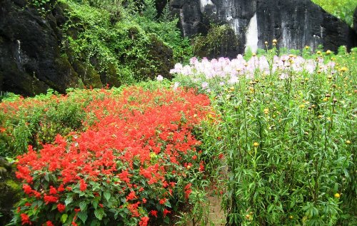 Núi hoa bốn mùa ở thị trấn Sa Pa (Lào Cai)
