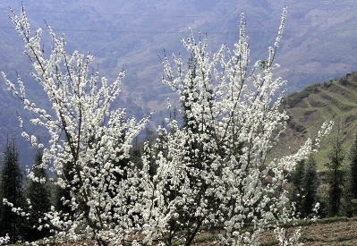 Khách du lịch đến Sapa ngày càng đông