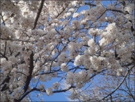Hoa anh đào - Nét đẹp đặc trưng của Nhật Bản