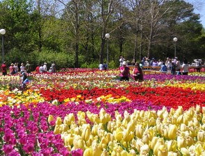 Việt Nam tham dự lễ hội hoa tulip Ottawa tại Canada