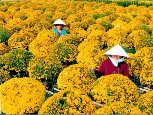 1.000 chậu Cúc mâm xôi sẽ được kết thành lẵng hoa khổng lồ để đăng ký vào sách kỷ lục Việt Nam.