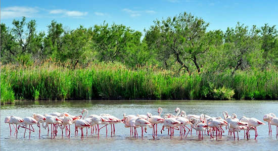 Ngắm hồng hạc ở đầm lầy Camargue (Pháp)