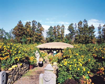 Những vườn quýt trĩu quả ở đảo Jeju. 