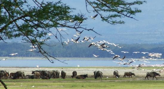 Khám phá thiên đường Kenya 