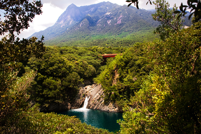 Khám phá rừng Yakushima Nhật Bản