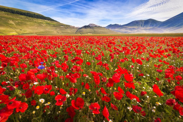 Quyến rũ thảm hoa khổng lồ tại Umbria, Italy