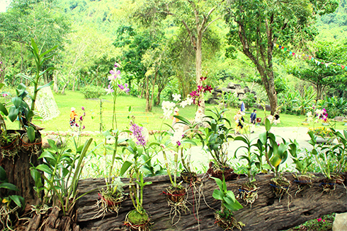 Khánh Hòa: Khai trương vườn lan ở Công viên du lịch Yang Bay