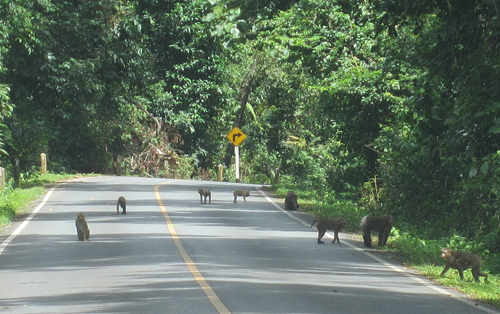 Khao Yai (Thái Lan) chốn yên bình giữa thiên đường du lịch