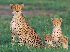 Tham quan khu bảo tồn động vật Masai Mara (Kenya) 