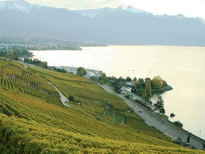 Lavaux - Chốn thiên đường của rượu nho Thụy Sĩ