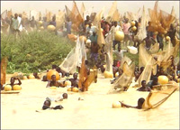 Nhộn nhịp lễ hội bắt cá Arugungu tại Nigeria 