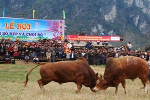 Tưng bừng lễ hội chọi bò Bảo Lâm (Cao Bằng)