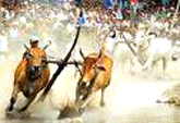 An Giang tổ chức lễ hội đua bò Bảy Núi lần thứ 18
