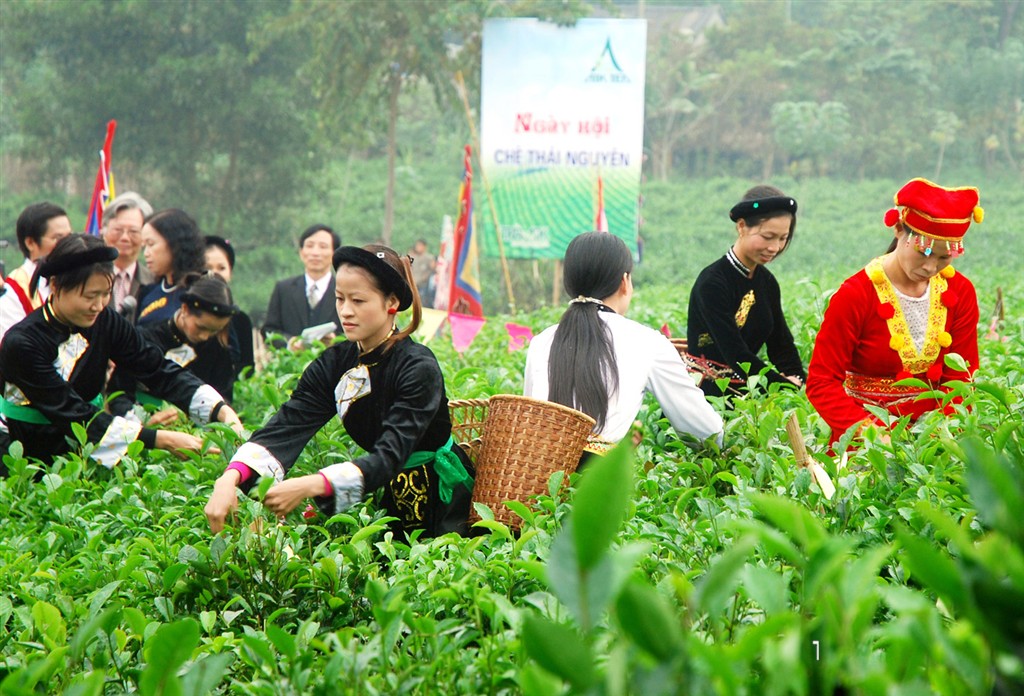Tưng bừng Lễ hội trà Đại Từ, Thái Nguyên