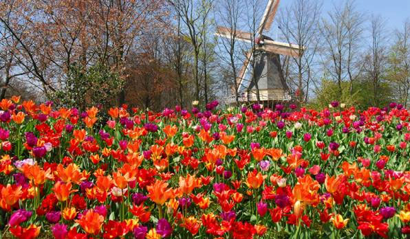 Quyến rũ Lễ hội hoa tulip Keukenhof 2013 tại Anh