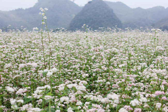 Lễ hội hoa Tam giác mạch Hà Giang 2016 