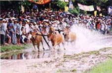 Lễ hội đua bò Bảy Núi - Hoạt động văn hoá truyền thống của đồng bào Khmer