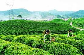 Thái Nguyên: Sẵn sàng cho Liên hoan trà quốc tế lần thứ nhất