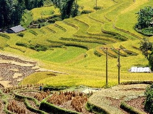 Khám phá ruộng bậc thang trong mùa lúa chín ở Lào Cai