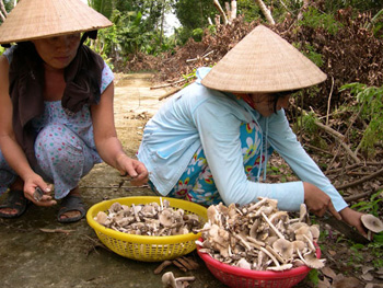 Sản vật nấm mối Bến Tre - Đặc sản dân dã độc đáo 	