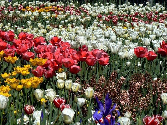 Đến nước Úc ngắm lễ hội hoa Floriade 2016