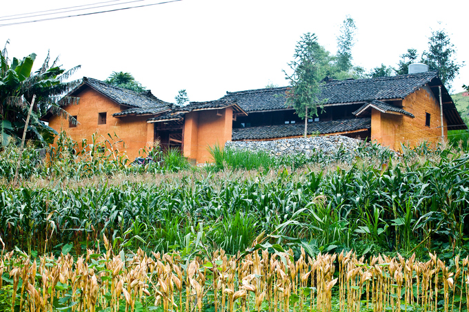 Homestay ở Hà Giang cho mùa săn hoa tam giác mạch