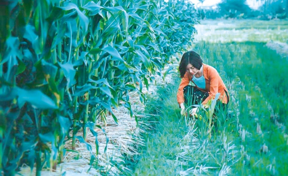 Thái Bình: Phát huy tiềm năng du lịch nông nghiệp 