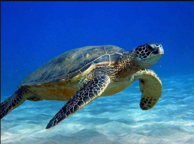 Tới thăm Côn Đảo - Nơi bảo vệ nhiều rùa biển nhất Việt Nam