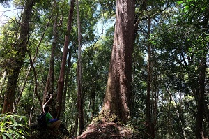 Quảng Nam: Đưa rừng pơ mu trở thành sản phẩm du lịch độc đáo