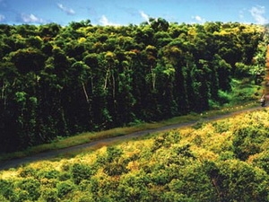 Rừng quốc gia Vồ Dơi (Cà Mau), điểm du lịch sạch