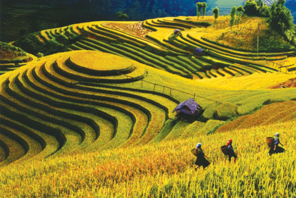 Khách du lịch nô nức kéo lên Lào Cai 