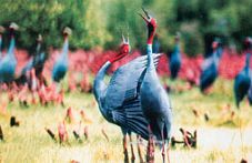 Các vườn chim tự nhiên ở Nam Bộ luôn hấp dẫn du khách