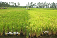 Sẽ tái hiện nhiều mô hình trồng lúa tại Festival Lúa gạo Việt Nam