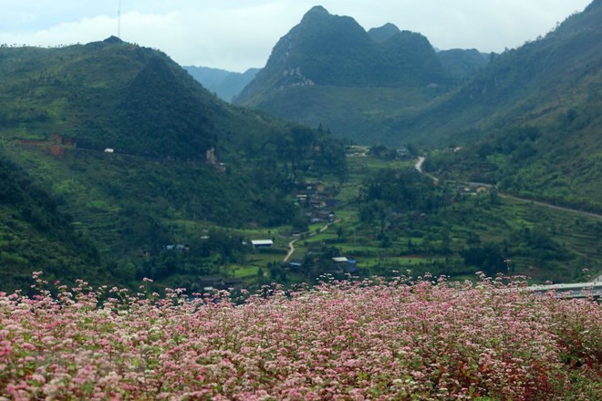 Hà Giang đã sẵn sàng chào đón du khách đến với mùa hoa tam giác mạch