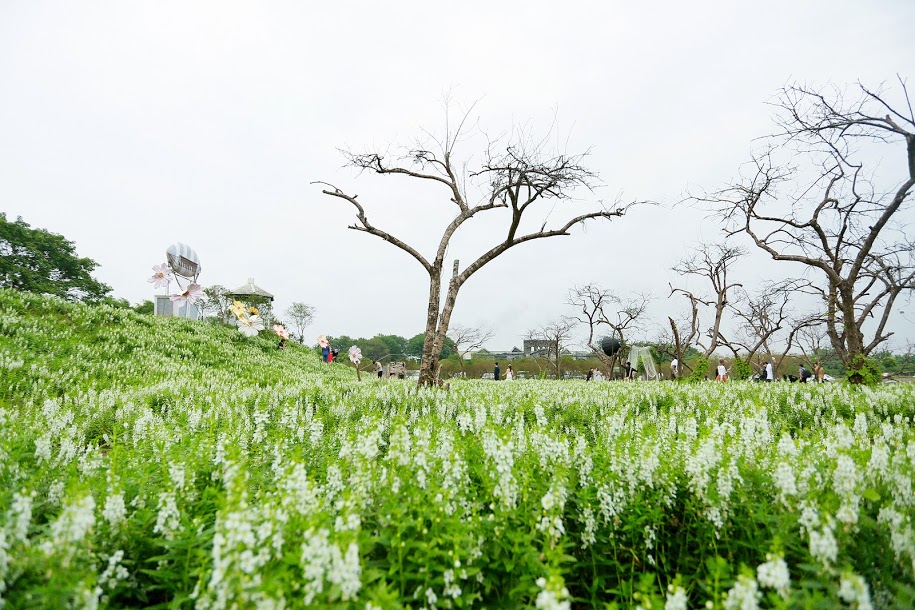 Ngắm Thảo nguyên hoa giữa lòng Hà Nội