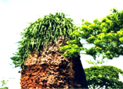 Khám phá tháp Vĩnh Hưng (Bạc Liêu)