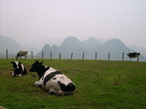 Mộc Châu (Sơn La) - Thiên đường du lịch xanh