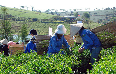 Bế mạc Lễ hội Văn hoá trà Lâm Đồng
