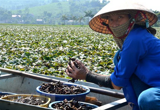 Suối Ấu Vĩnh An (Thanh Hóa) - điểm đến hấp dẫn du khách trong mùa Thu