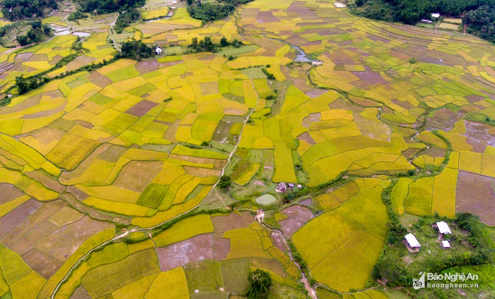 Chiêm ngưỡng “thung lũng vàng Tú Lệ” ở miền Tây xứ Nghệ