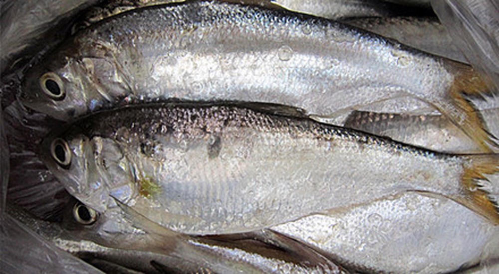 Về Hưng Yên thưởng thức đặc sản cá mòi