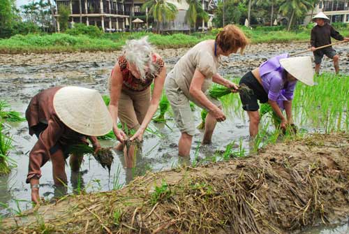 Thú vị du lịch ruộng Hội An