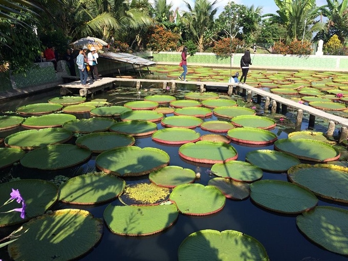 Chùa Lá Sen (Đồng Tháp) - điểm đến thú vị nhất miền Tây mùa nước nổi