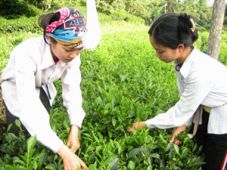 Festival trà quốc tế sẽ được tổ chức tại Thái Nguyên