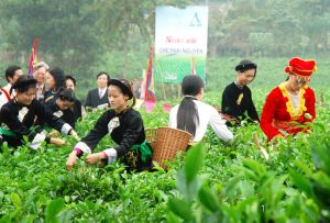 Nhiều tuyến du lịch phục vụ du khách tham dự Festival Trà  Thái Nguyên-Việt Nam 2013